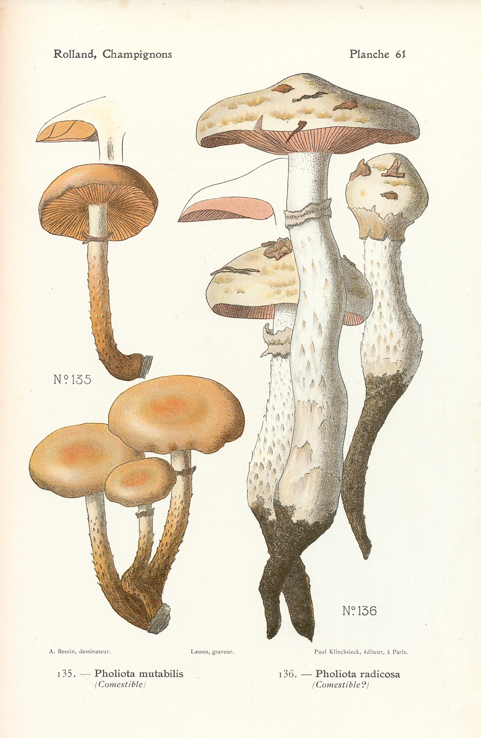 Pholiota mutabilis. Léo Rolland, Atlas de Champignons, Librairie des sciences naturelles, Paris, 1910.